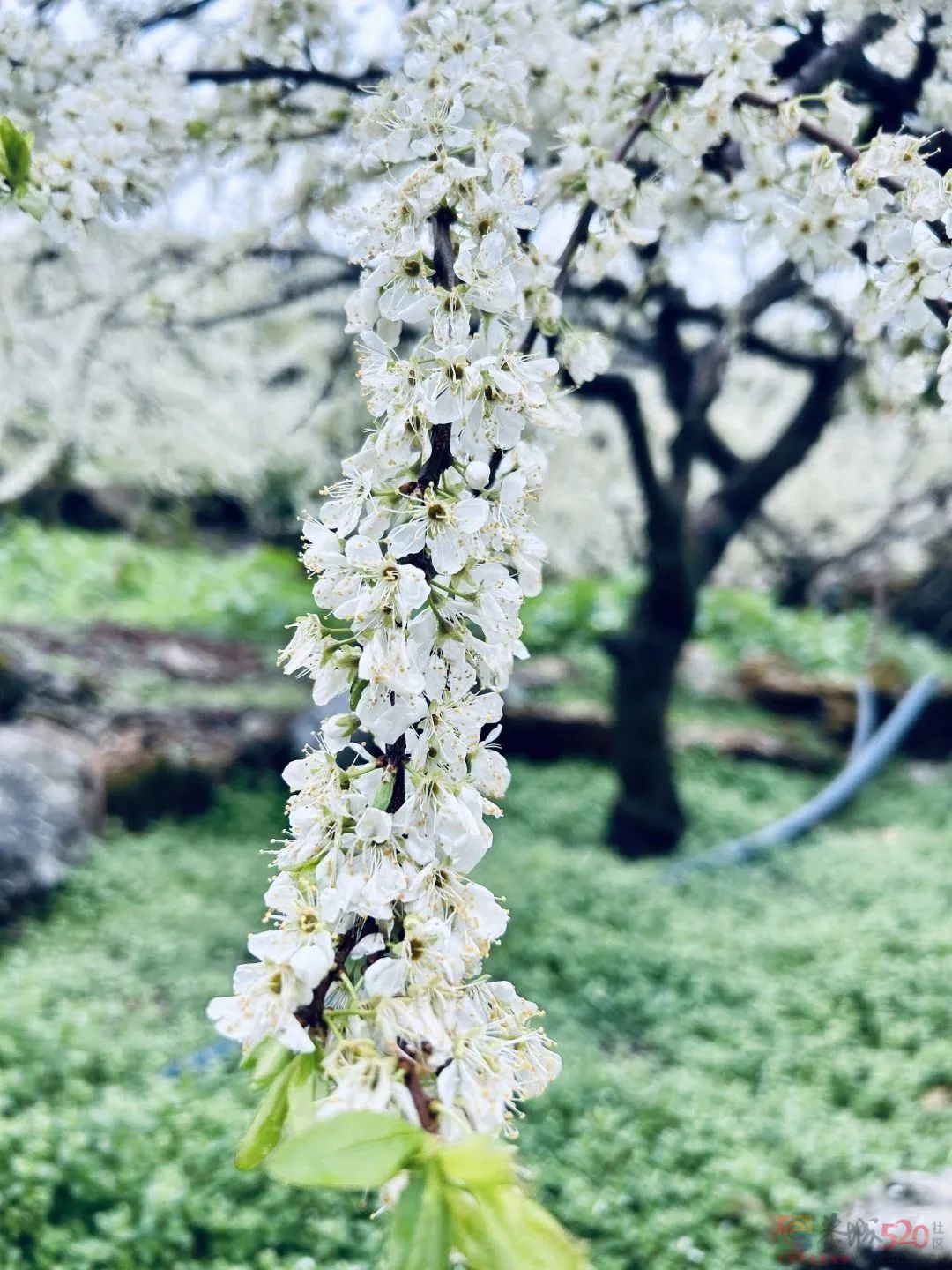 多彩非遗· 美丽乡村瑶族民俗文化节等你来打卡！589 / 作者:论坛小编01 / 帖子ID:304168