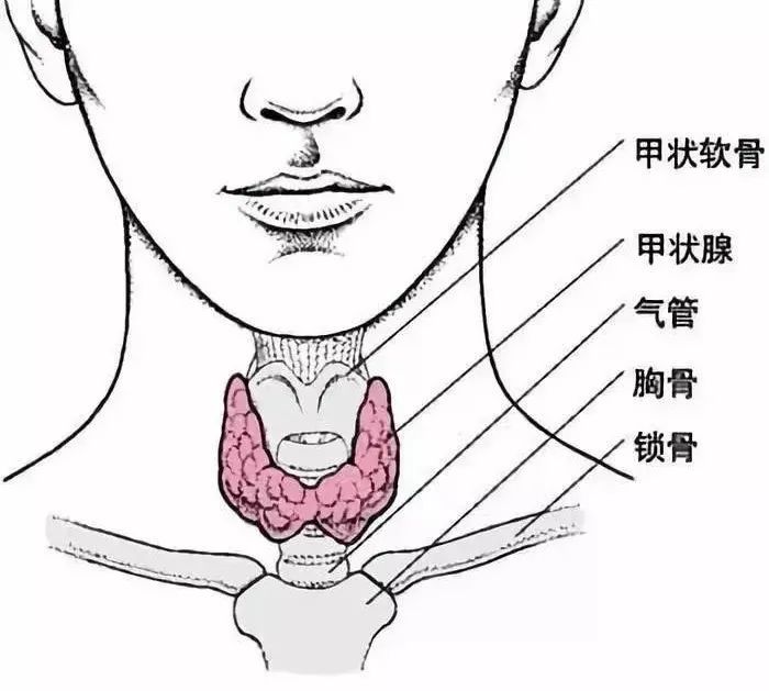 总犯困的人，该去医院查查「甲状腺」了983 / 作者:健康小天使 / 帖子ID:304201