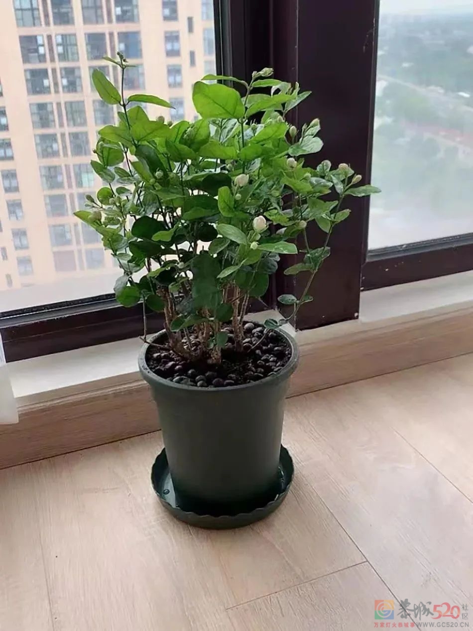 年近四十：习惯了父母催婚，一个人过情人节603 / 作者:儿时的回忆 / 帖子ID:304209