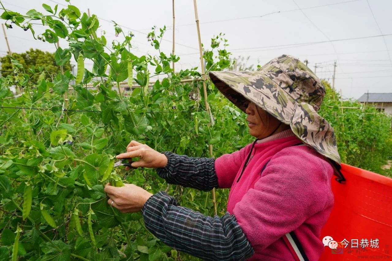 我县荷兰豆喜获丰收 每亩产量达1000多斤389 / 作者:论坛小编01 / 帖子ID:305149