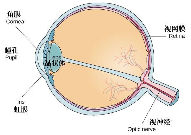 老花眼突然“好转”，这种致盲眼病可能已经来了……153 / 作者:健康小天使 / 帖子ID:305239