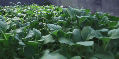 能让大脑年轻19岁的食物，每天吃够这个量就管用231 / 作者:健康小天使 / 帖子ID:305352