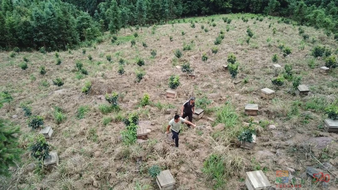 独家“探蜜”！祖传技艺他竟倾囊相授——4月7日21：20广西卫视《乡村振兴新农人》823 / 作者:论坛小编01 / 帖子ID:305747