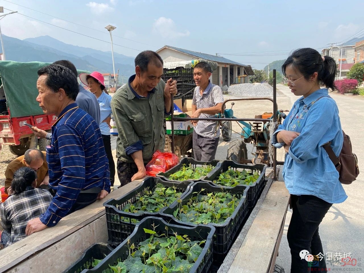 观音乡：大力发展罗汉果产业 拓宽留守村民致富路872 / 作者:论坛小编01 / 帖子ID:306080