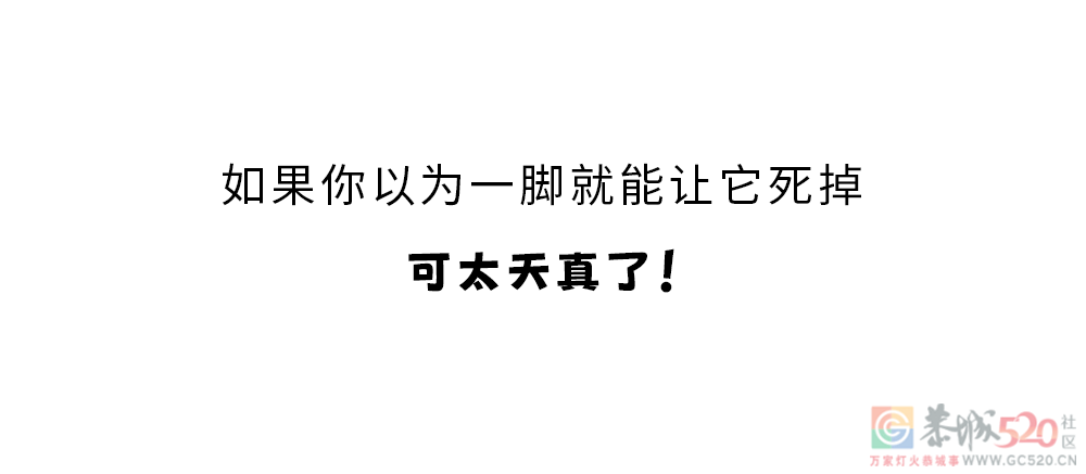 家里踩死的蟑螂，为什么第二天突然消失了？451 / 作者:健康小天使 / 帖子ID:306505