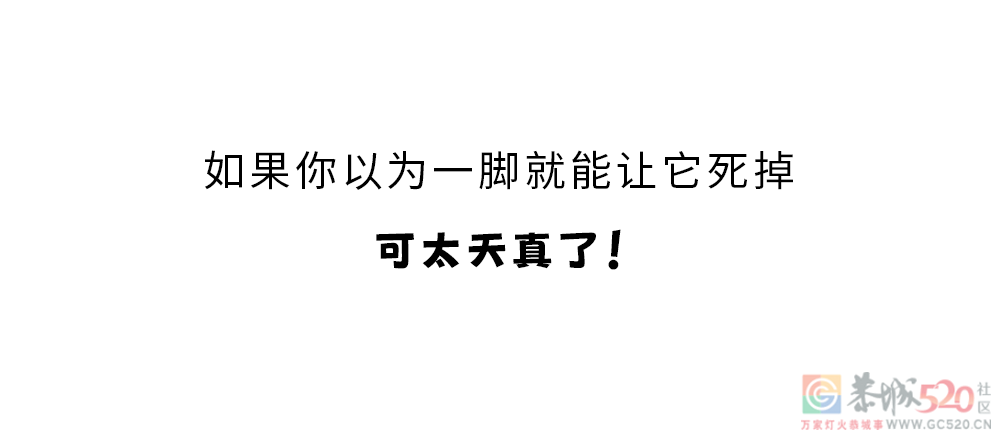 家里踩死的蟑螂，为什么第二天突然消失了？926 / 作者:健康小天使 / 帖子ID:306505