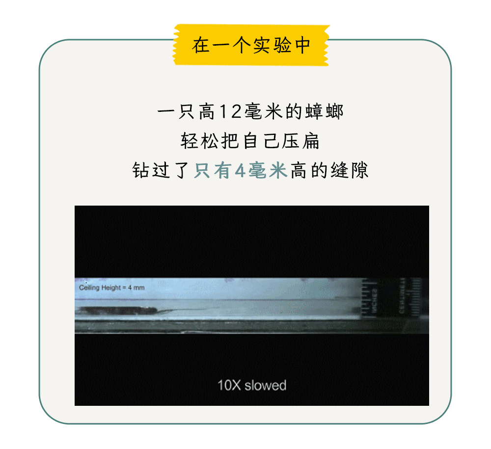 家里踩死的蟑螂，为什么第二天突然消失了？327 / 作者:健康小天使 / 帖子ID:306505