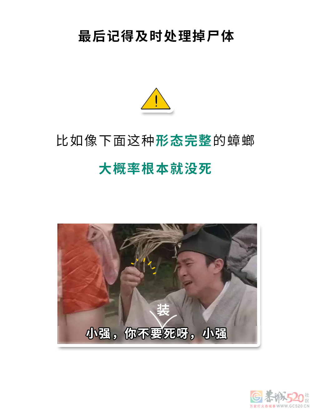 家里踩死的蟑螂，为什么第二天突然消失了？940 / 作者:健康小天使 / 帖子ID:306505
