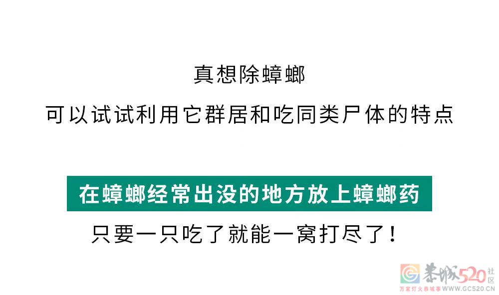 家里踩死的蟑螂，为什么第二天突然消失了？480 / 作者:健康小天使 / 帖子ID:306505