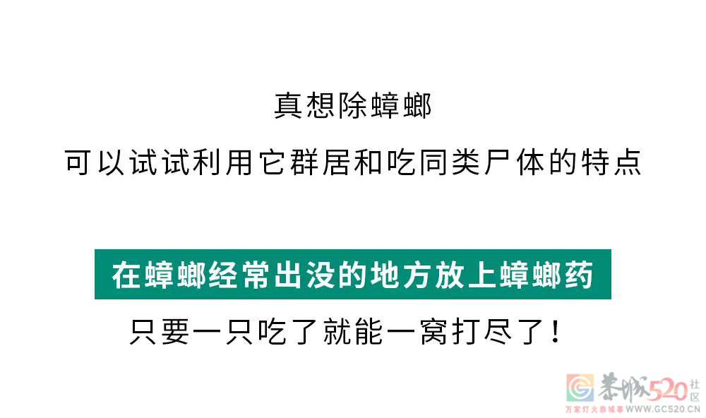 家里踩死的蟑螂，为什么第二天突然消失了？921 / 作者:健康小天使 / 帖子ID:306505