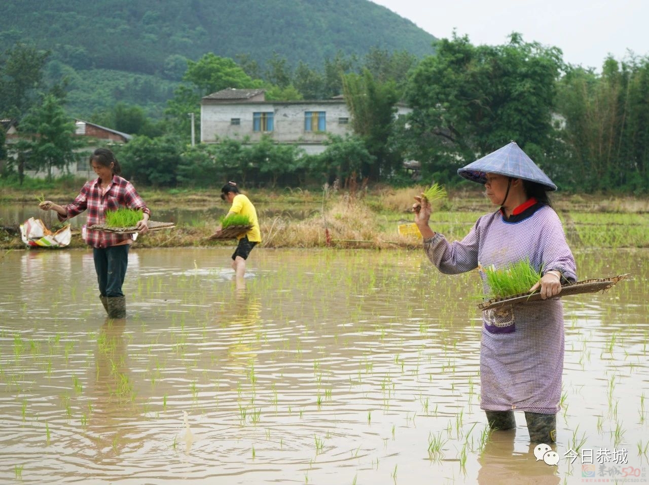 栗木镇石头村：抛秧抛出幸福田378 / 作者:论坛小编01 / 帖子ID:306799