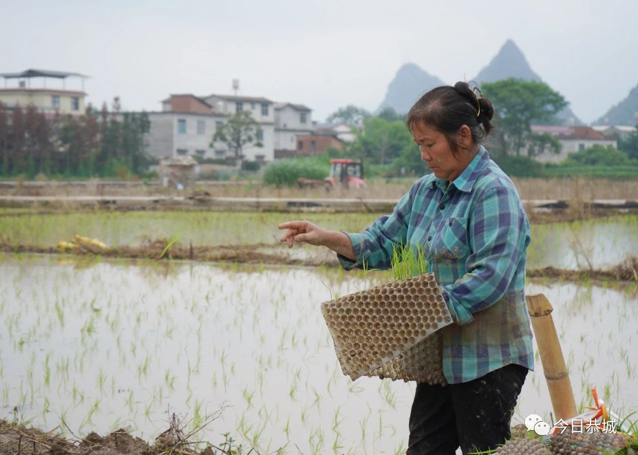 栗木镇石头村：抛秧抛出幸福田313 / 作者:论坛小编01 / 帖子ID:306799