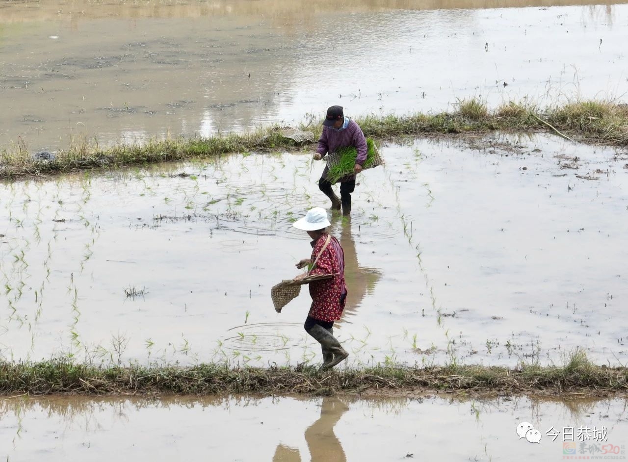 栗木镇石头村：抛秧抛出幸福田280 / 作者:论坛小编01 / 帖子ID:306799