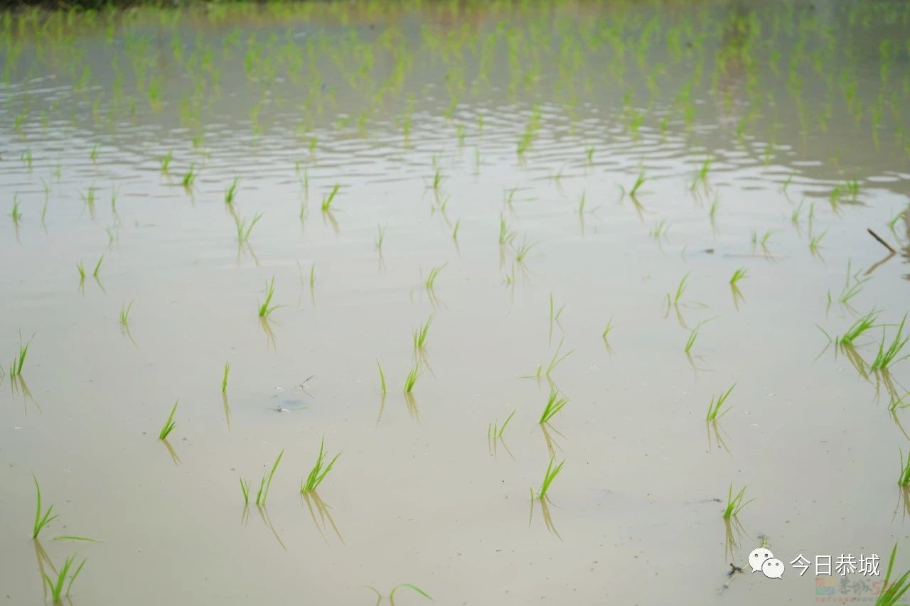 栗木镇石头村：抛秧抛出幸福田141 / 作者:论坛小编01 / 帖子ID:306799