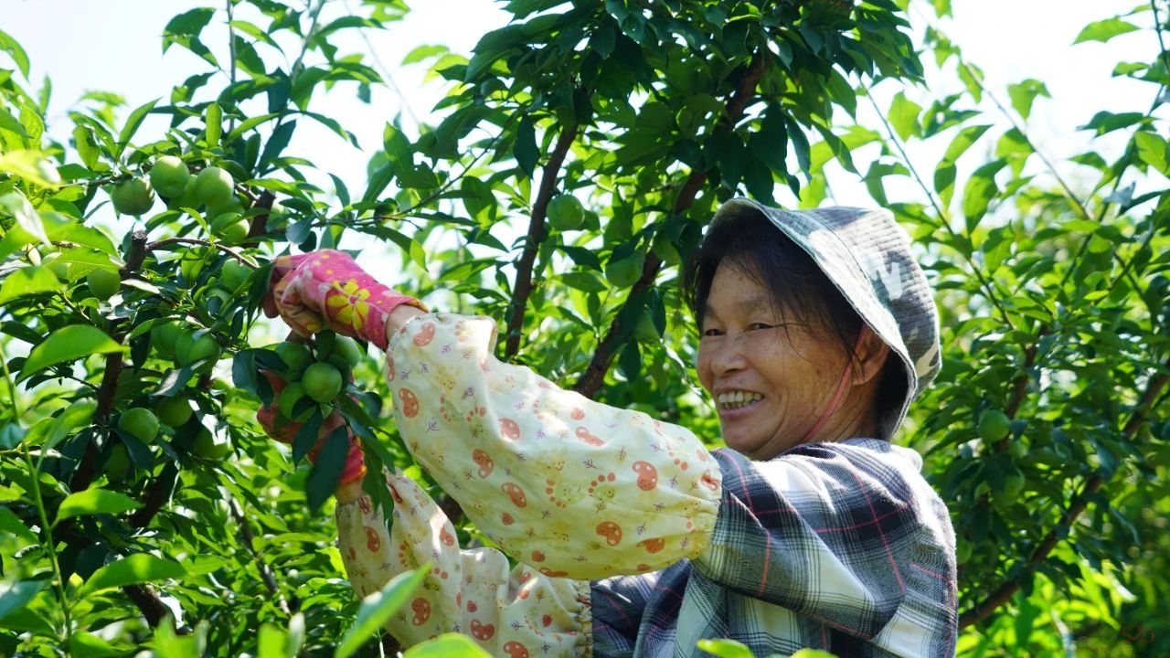 瑶山青青处 甜脆有“李”时680 / 作者:论坛小编01 / 帖子ID:307240