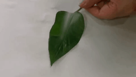 防晒喷雾别这样喷！20岁男子误吸后出现“白肺”771 / 作者:健康小天使 / 帖子ID:309295