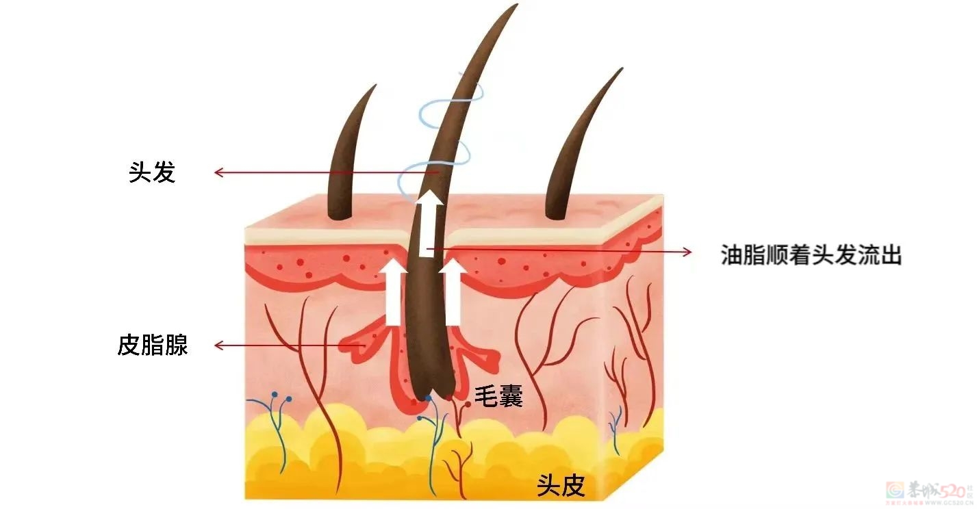 拯救一个「油头」需要分几步？手法、频率都说清了531 / 作者:健康小天使 / 帖子ID:309323
