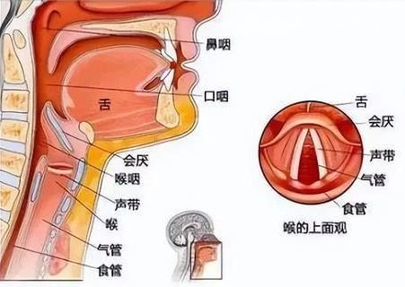 每一次清嗓子，「声带」都在承受损伤的危险774 / 作者:健康小天使 / 帖子ID:310015