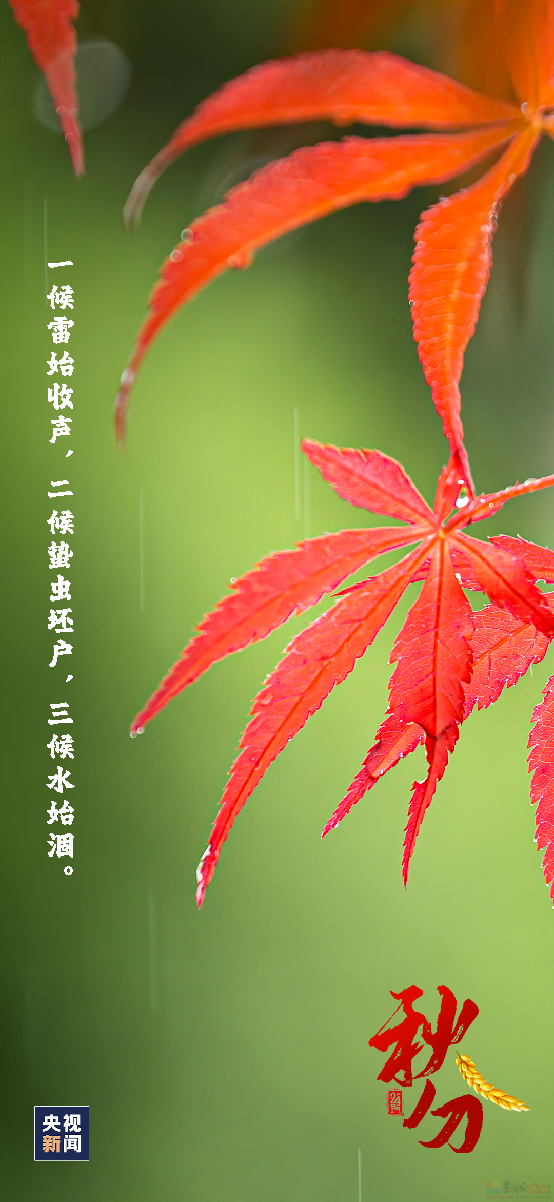 今日秋分818 / 作者:登山涉水 / 帖子ID:310487