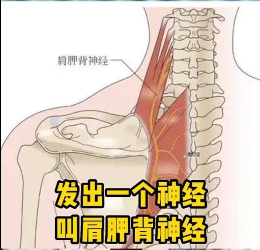 骨科医生：「肩胛骨」疼，及时排查3种病294 / 作者:健康小天使 / 帖子ID:311447