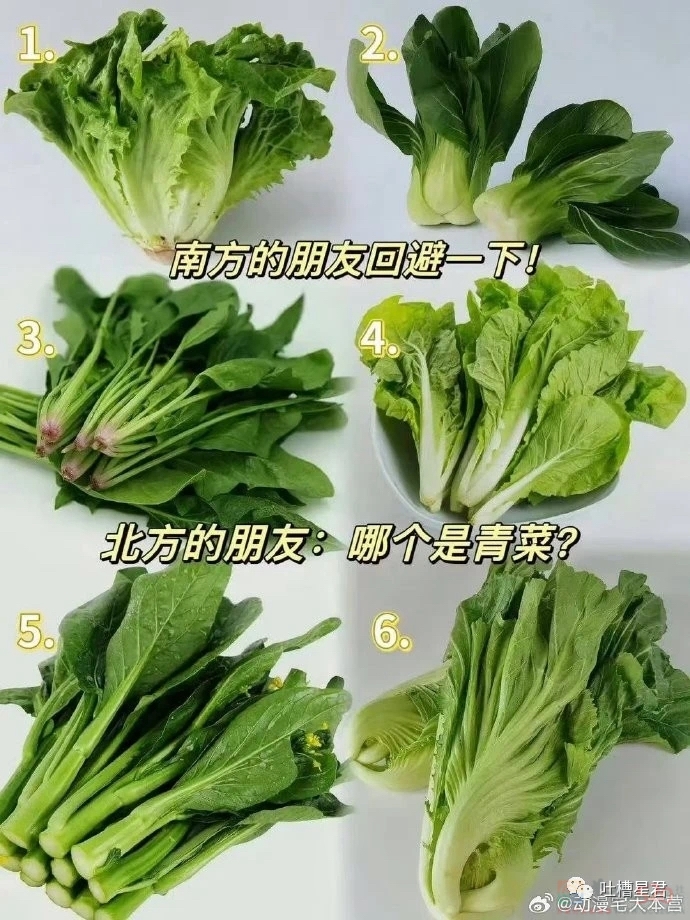 你能说出哪个是青菜吗？783 / 作者:闲不住a / 帖子ID:311691