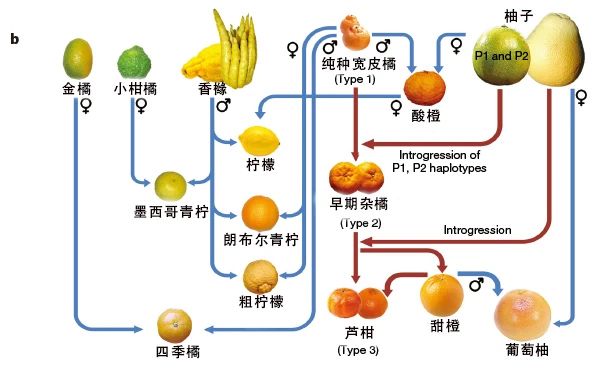 原来丑橘不是橘子！奇怪的知识又增加了……757 / 作者:健康小天使 / 帖子ID:312085