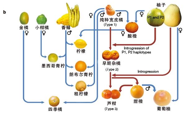 原来丑橘不是橘子！奇怪的知识又增加了……880 / 作者:健康小天使 / 帖子ID:312085