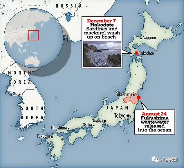 日本千吨死鱼涌向海岸，外媒怒骂核废水污染？日本人大破防竟现场捡鱼吃！870 / 作者:放眼看世界 / 帖子ID:312556