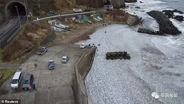日本千吨死鱼涌向海岸，外媒怒骂核废水污染？日本人大破防竟现场捡鱼吃！505 / 作者:放眼看世界 / 帖子ID:312556