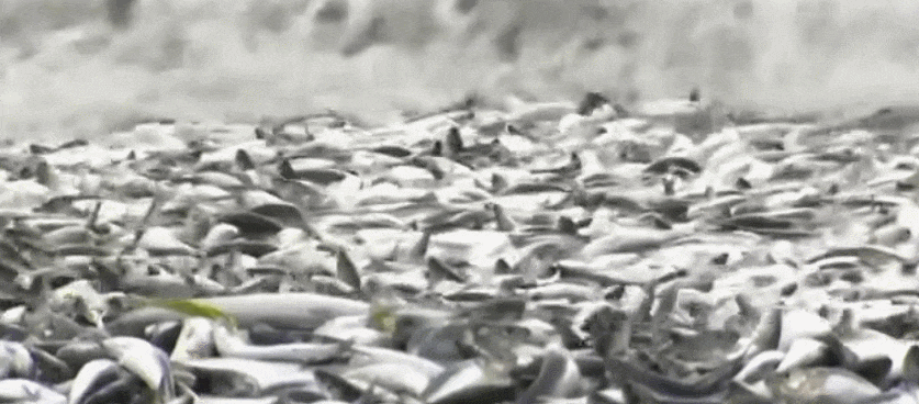 日本千吨死鱼涌向海岸，外媒怒骂核废水污染？日本人大破防竟现场捡鱼吃！717 / 作者:放眼看世界 / 帖子ID:312556