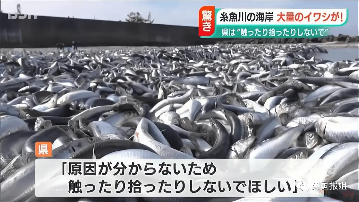 日本千吨死鱼涌向海岸，外媒怒骂核废水污染？日本人大破防竟现场捡鱼吃！355 / 作者:放眼看世界 / 帖子ID:312556
