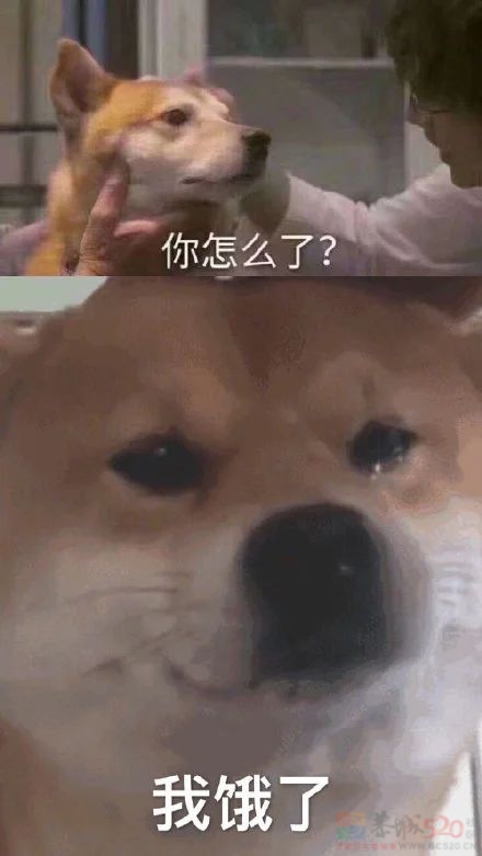“睡前吃宵夜”和“饿肚子睡觉”，哪个危害更大？答案让人意外！463 / 作者:健康小天使 / 帖子ID:312584