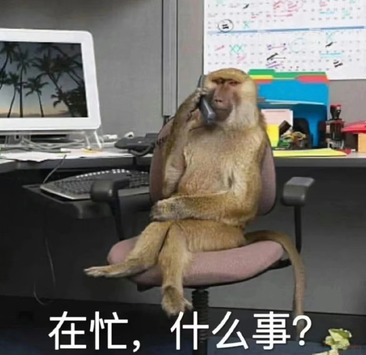 被吗喽表情包搞破防，是每个悲惨打工人的共同宿命155 / 作者:儿时的回忆 / 帖子ID:312633