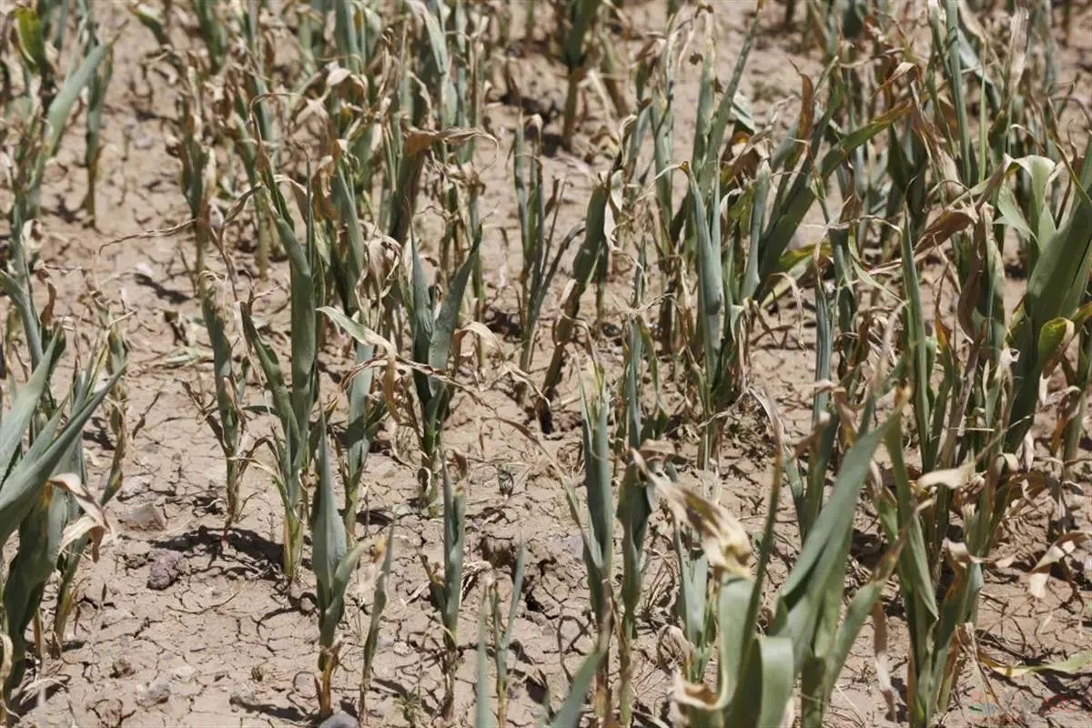 低温预警解除，广西又要热起来了！专家：明年天气“忽冷忽热”将更严重......59 / 作者:尹以为荣 / 帖子ID:312765