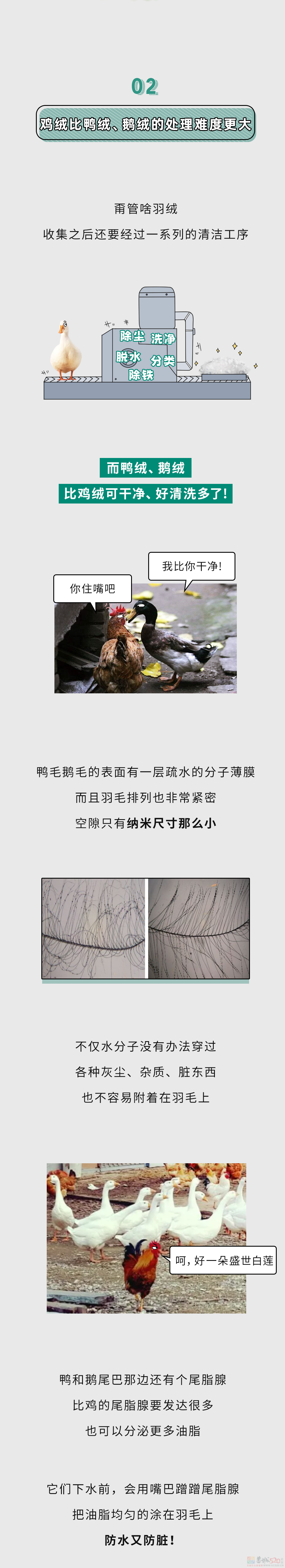 为什么有鸭绒、鹅绒，却没有鸡绒羽绒服？？859 / 作者:儿时的回忆 / 帖子ID:312846