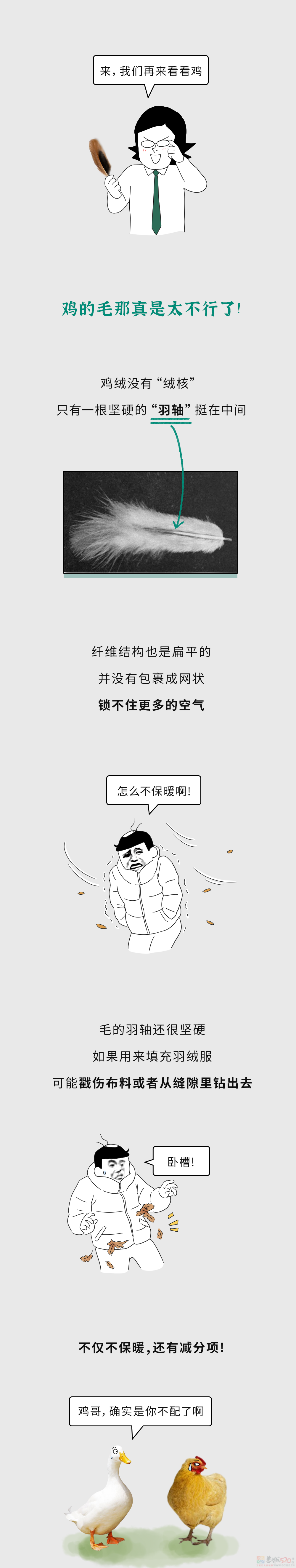 为什么有鸭绒、鹅绒，却没有鸡绒羽绒服？？489 / 作者:儿时的回忆 / 帖子ID:312846