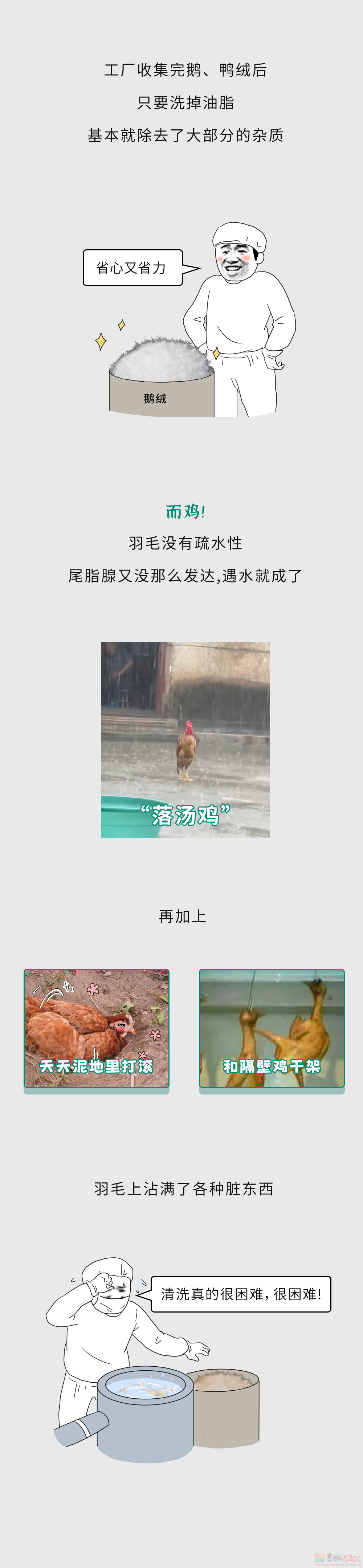 为什么有鸭绒、鹅绒，却没有鸡绒羽绒服？？642 / 作者:儿时的回忆 / 帖子ID:312846