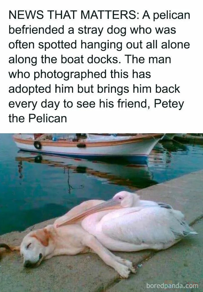 如果你有点低落，这些照片也许能让你微笑～903 / 作者:儿时的回忆 / 帖子ID:312887