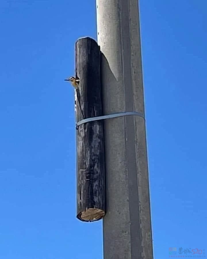 如果你有点低落，这些照片也许能让你微笑～566 / 作者:儿时的回忆 / 帖子ID:312887