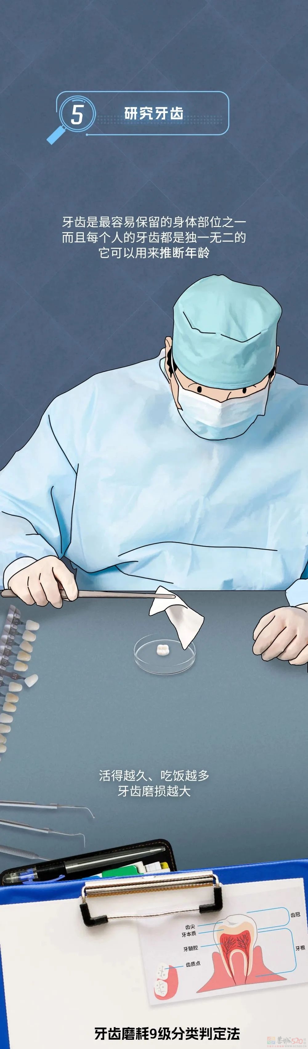 辨认一具无名尸体，要分几步？688 / 作者:儿时的回忆 / 帖子ID:313002