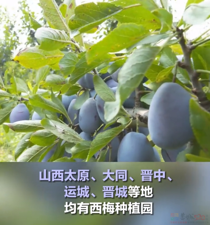 今年头号破防大新闻，全国网友都在“控诉”被家乡背刺302 / 作者:儿时的回忆 / 帖子ID:313052