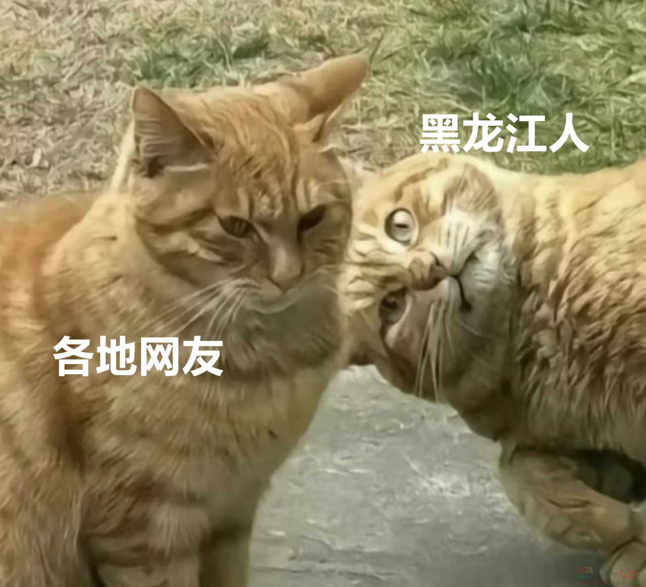 今年头号破防大新闻，全国网友都在“控诉”被家乡背刺20 / 作者:儿时的回忆 / 帖子ID:313052