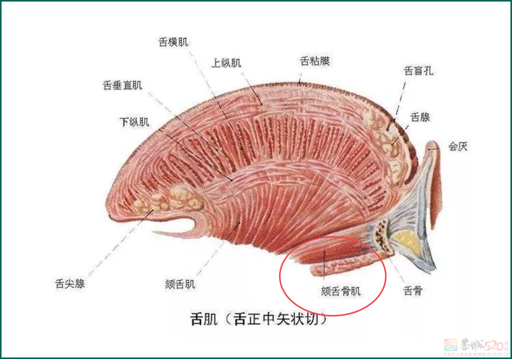 舌头接触面积得多大，才称得上是舌吻？！????53 / 作者:儿时的回忆 / 帖子ID:313401