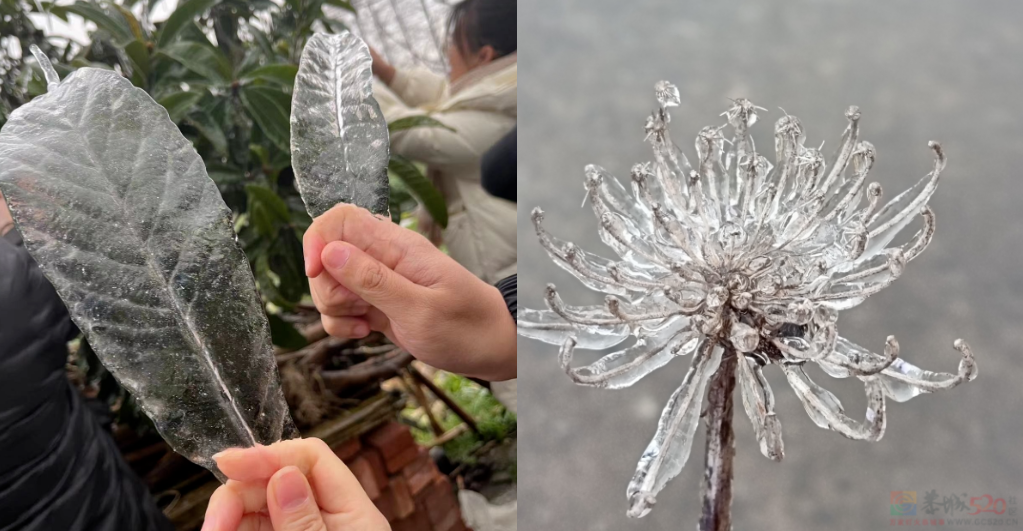 南方冻雨终于上热搜，这两天湖北人硬扛的样子太难了523 / 作者:儿时的回忆 / 帖子ID:313501