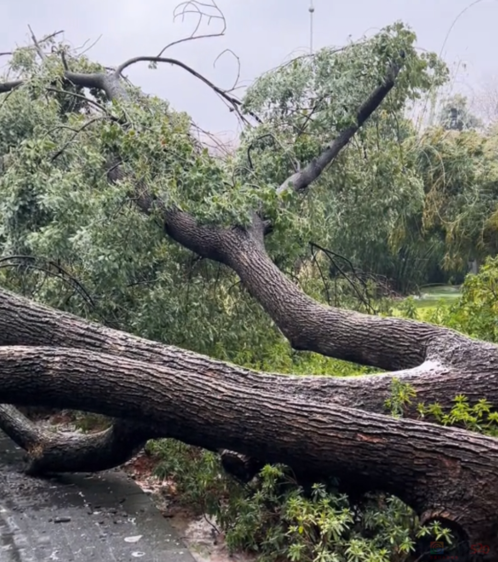 南方冻雨终于上热搜，这两天湖北人硬扛的样子太难了577 / 作者:儿时的回忆 / 帖子ID:313501