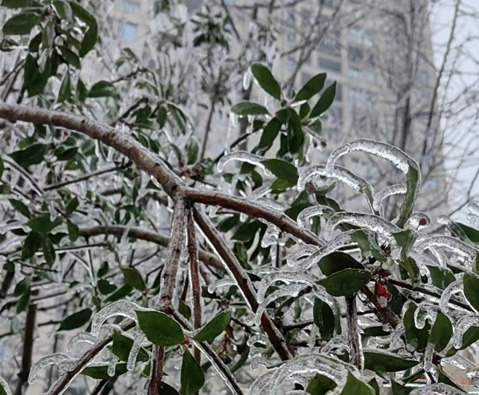 南方冻雨终于上热搜，这两天湖北人硬扛的样子太难了90 / 作者:儿时的回忆 / 帖子ID:313501