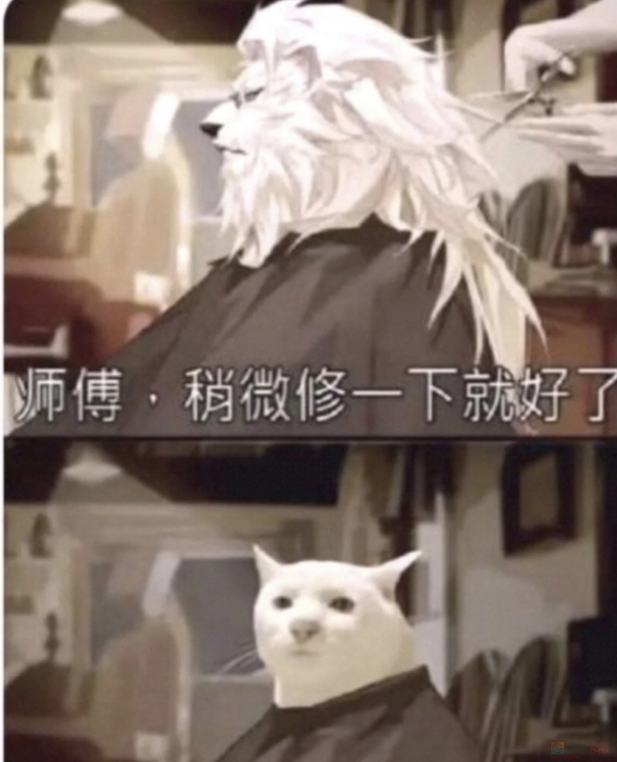爆火的“辛芷蕾头”，把大学生害惨了！581 / 作者:儿时的回忆 / 帖子ID:313542