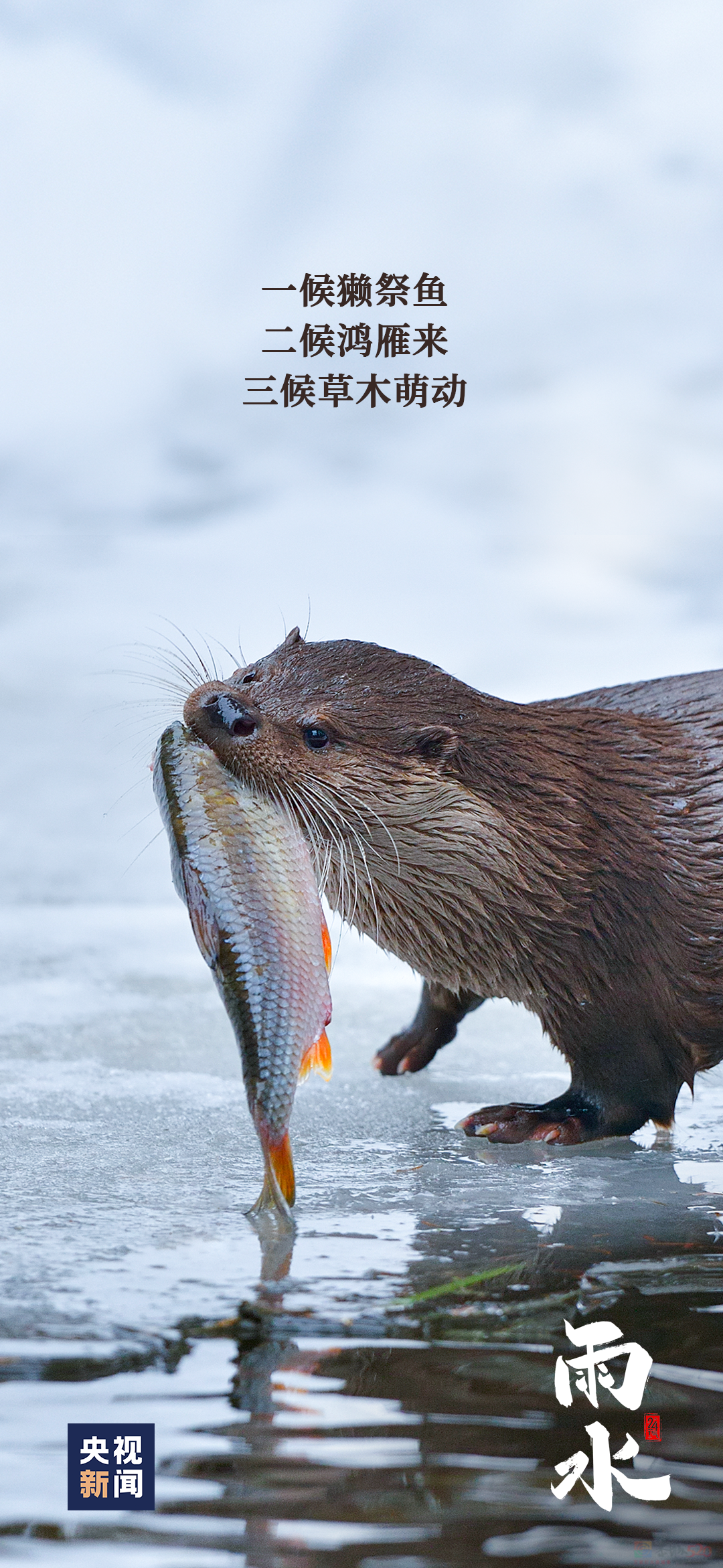 今日，雨水275 / 作者:登山涉水 / 帖子ID:313714