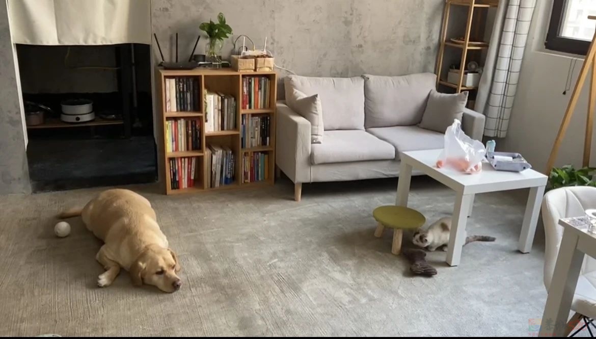 直接入住毛坯房的年轻人，才是真生猛436 / 作者:儿时的回忆 / 帖子ID:313819