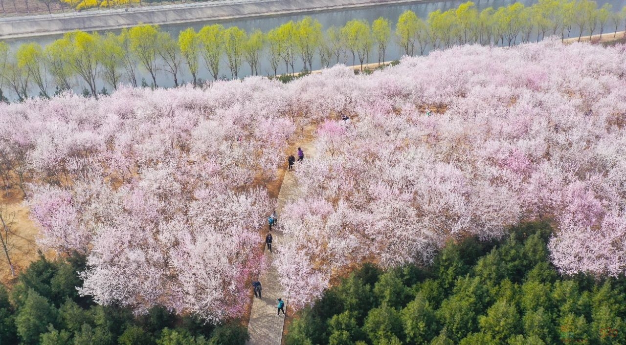 春雷响，万物长！今日惊蛰884 / 作者:登山涉水 / 帖子ID:313985